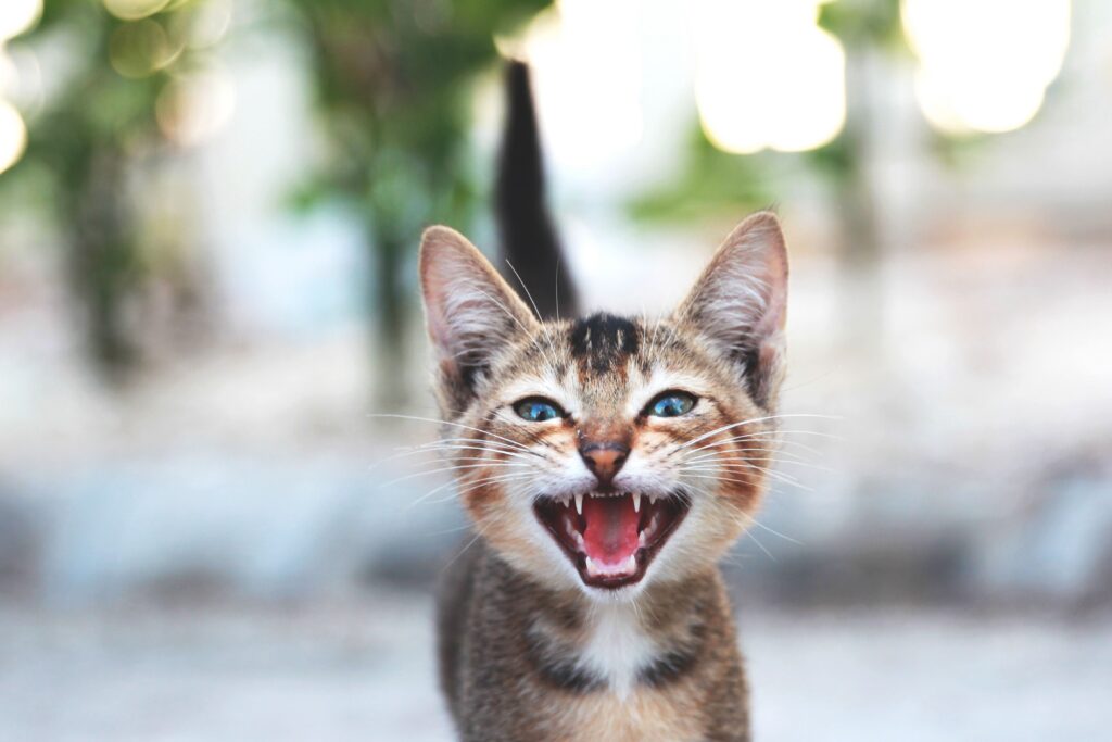 Lire la suite à propos de l’article Chat qui miaule : toutes les causes et que faire ?