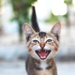 Chat qui miaule : toutes les causes et que faire ?