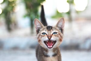 Lire la suite à propos de l’article Chat qui miaule : toutes les causes et que faire ?