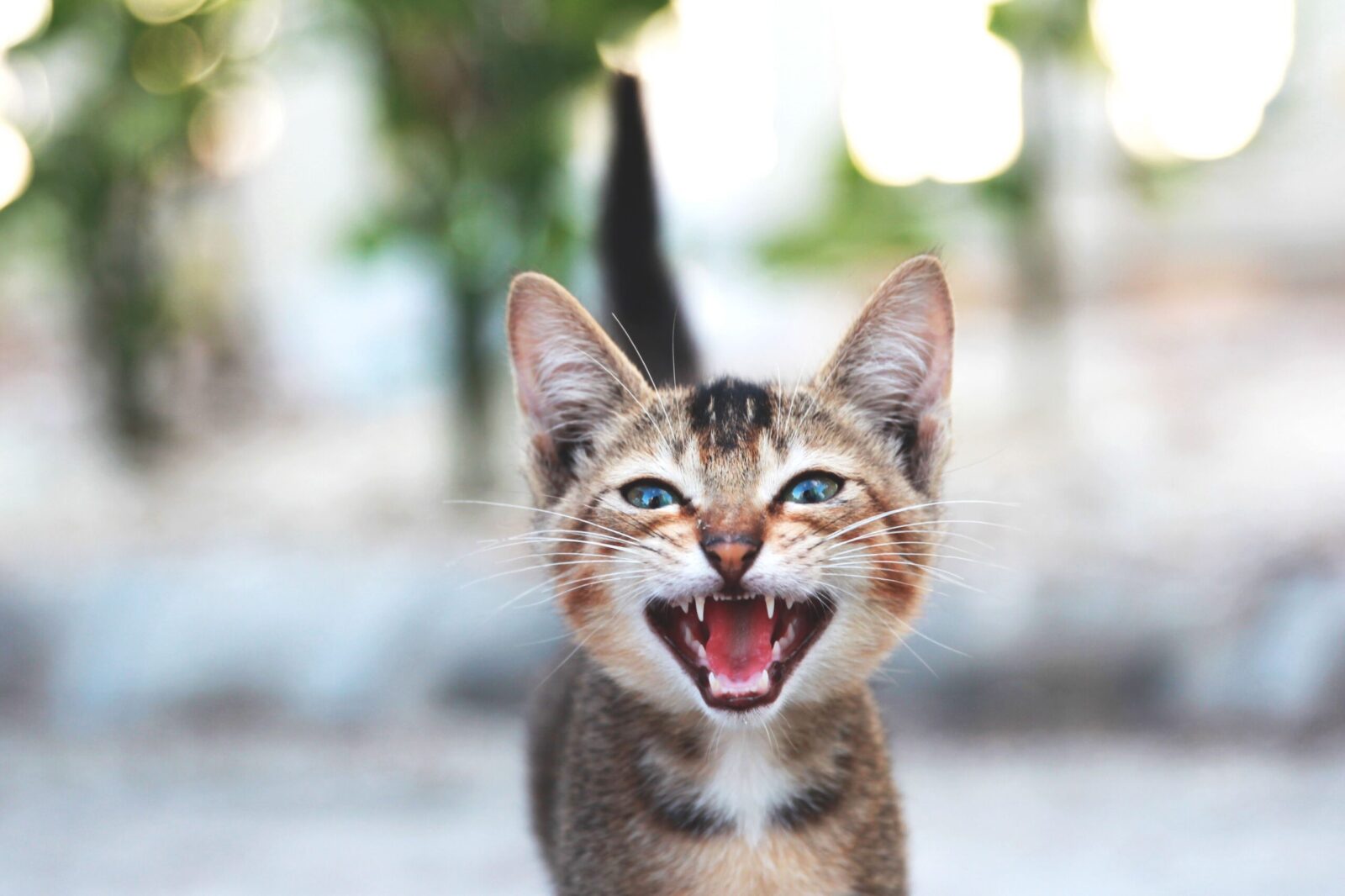 Lire la suite à propos de l’article Chat qui miaule : toutes les causes et que faire ?