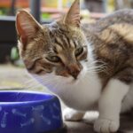 Chat qui ne mange plus : causes, quand s&rsquo;inquiéter et que faire