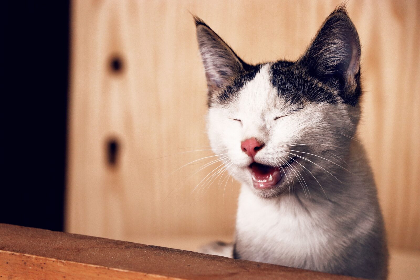 chat qui tousse