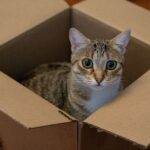 La règle des 3-3-3 pour un chat : comprendre et réussir son adaptation après l&rsquo;adoption