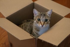 Lire la suite à propos de l’article La règle des 3-3-3 pour un chat : comprendre et réussir son adaptation après l&rsquo;adoption