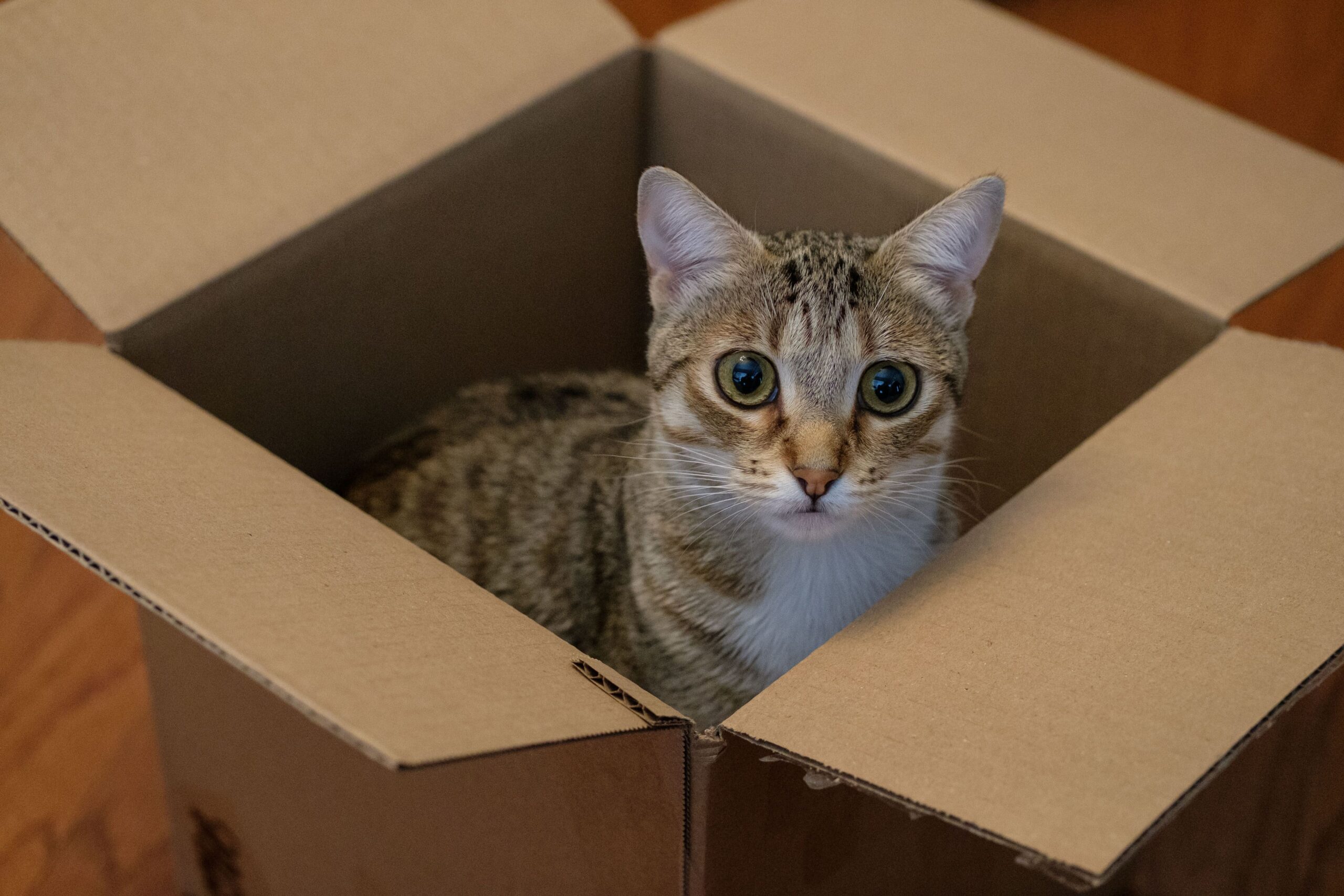 Lire la suite à propos de l’article La règle des 3-3-3 pour un chat : comprendre et réussir son adaptation après l&rsquo;adoption