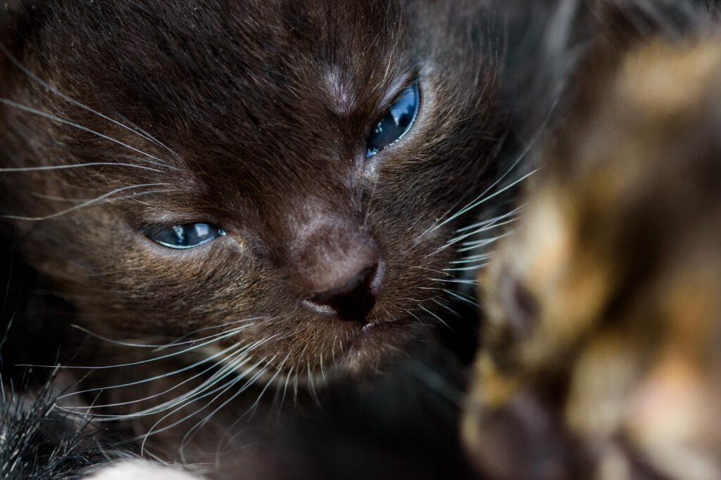 Lire la suite à propos de l’article Chaton qui pleure : pourquoi et comment le rassurer