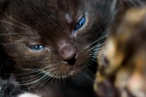 Lire la suite à propos de l’article Chaton qui pleure : pourquoi et comment le rassurer
