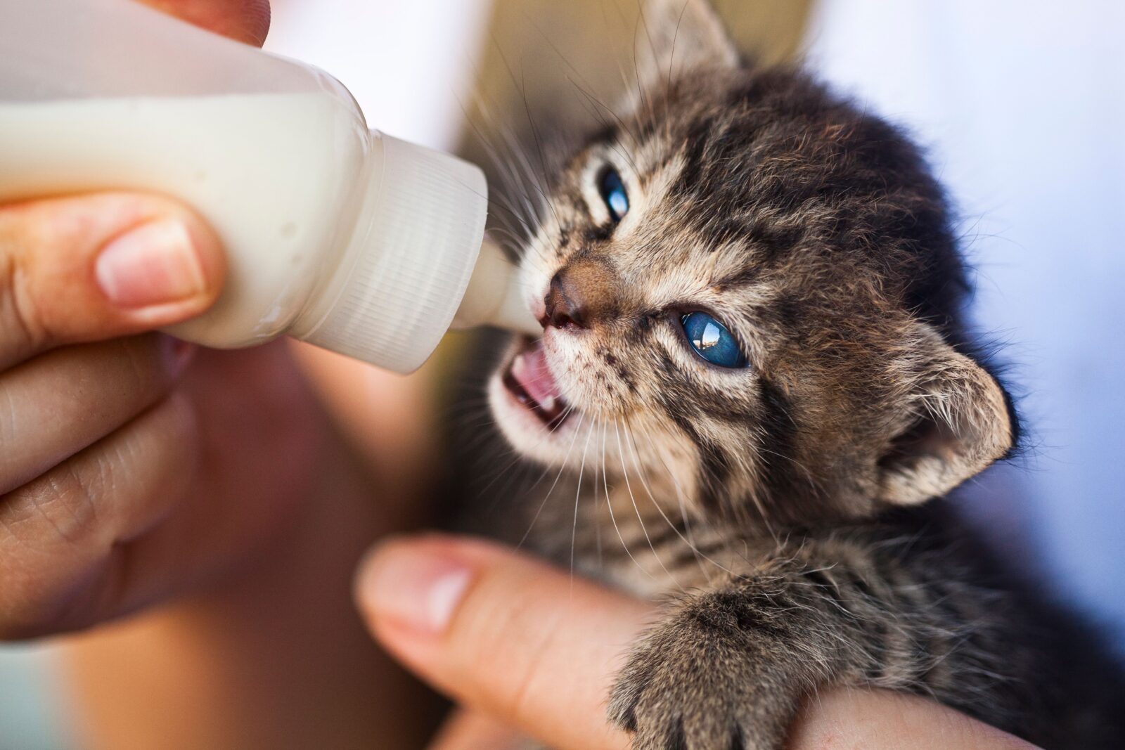 Lire la suite à propos de l’article Sevrage du chaton : les étapes, la durée et les erreurs à éviter