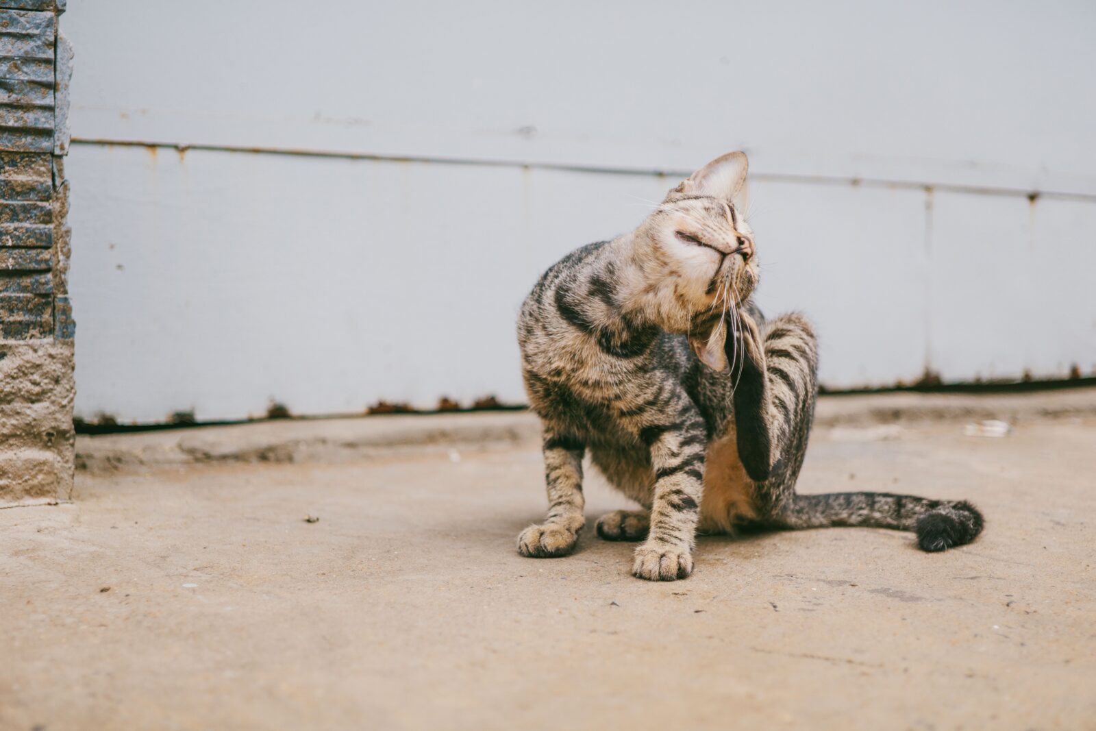 chat qui se gratte l'oreille