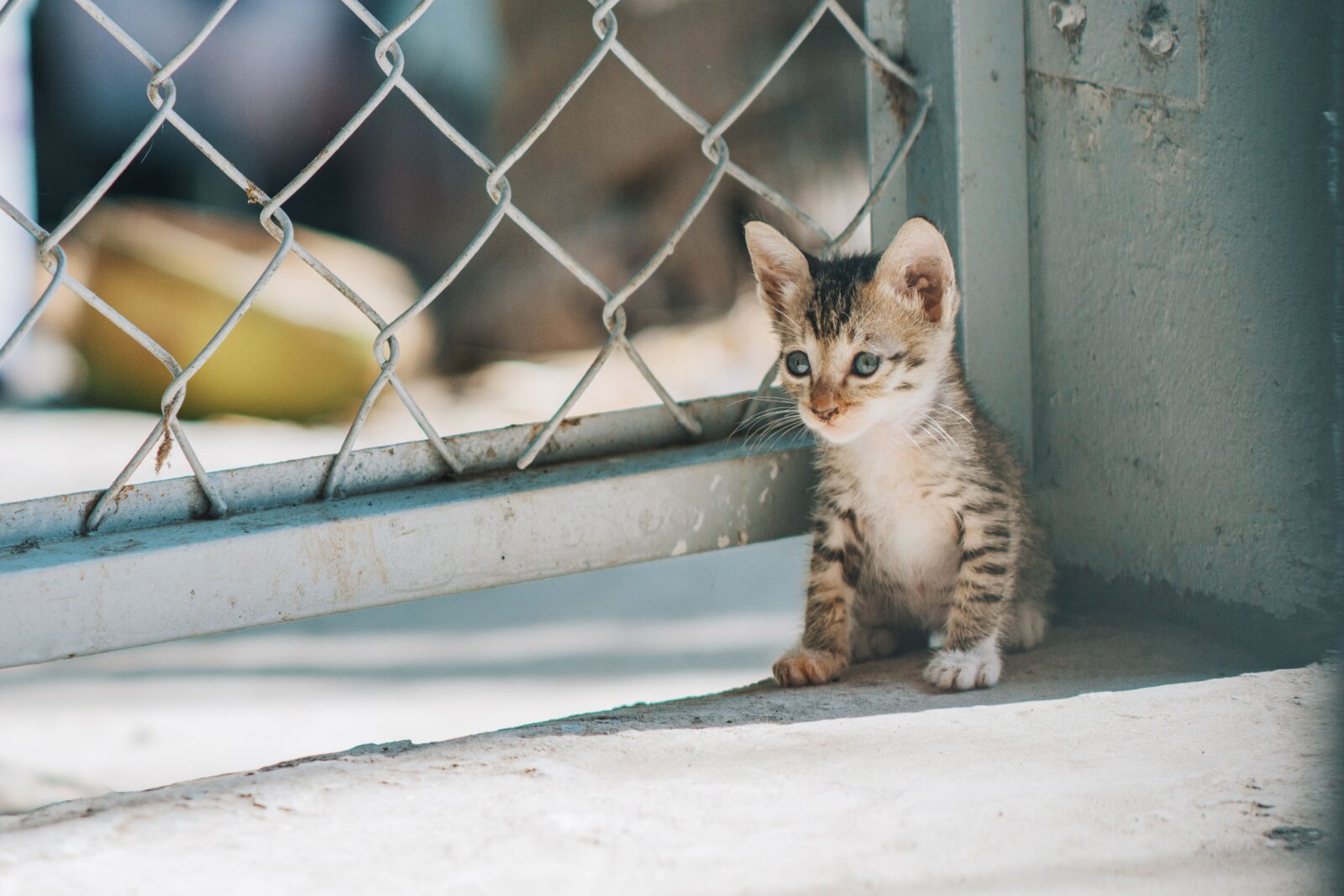 chaton orphelin nourri au biberon avec du lait maternisé