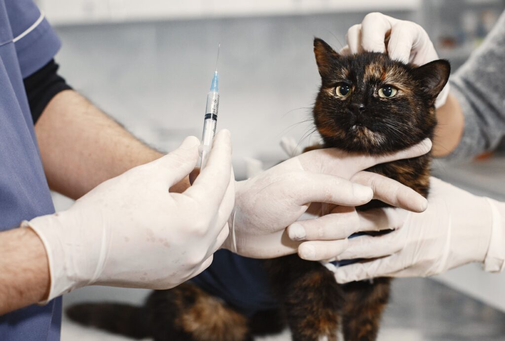 Lire la suite à propos de l’article Puces chez le chat : symptômes, traitement et comment s&rsquo;en débarrasser durablement