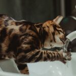 Fontaine à eau pour chat : est-ce vraiment utile et comment bien la choisir ?