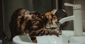 Lire la suite à propos de l’article Fontaine à eau pour chat : est-ce vraiment utile et comment bien la choisir ?