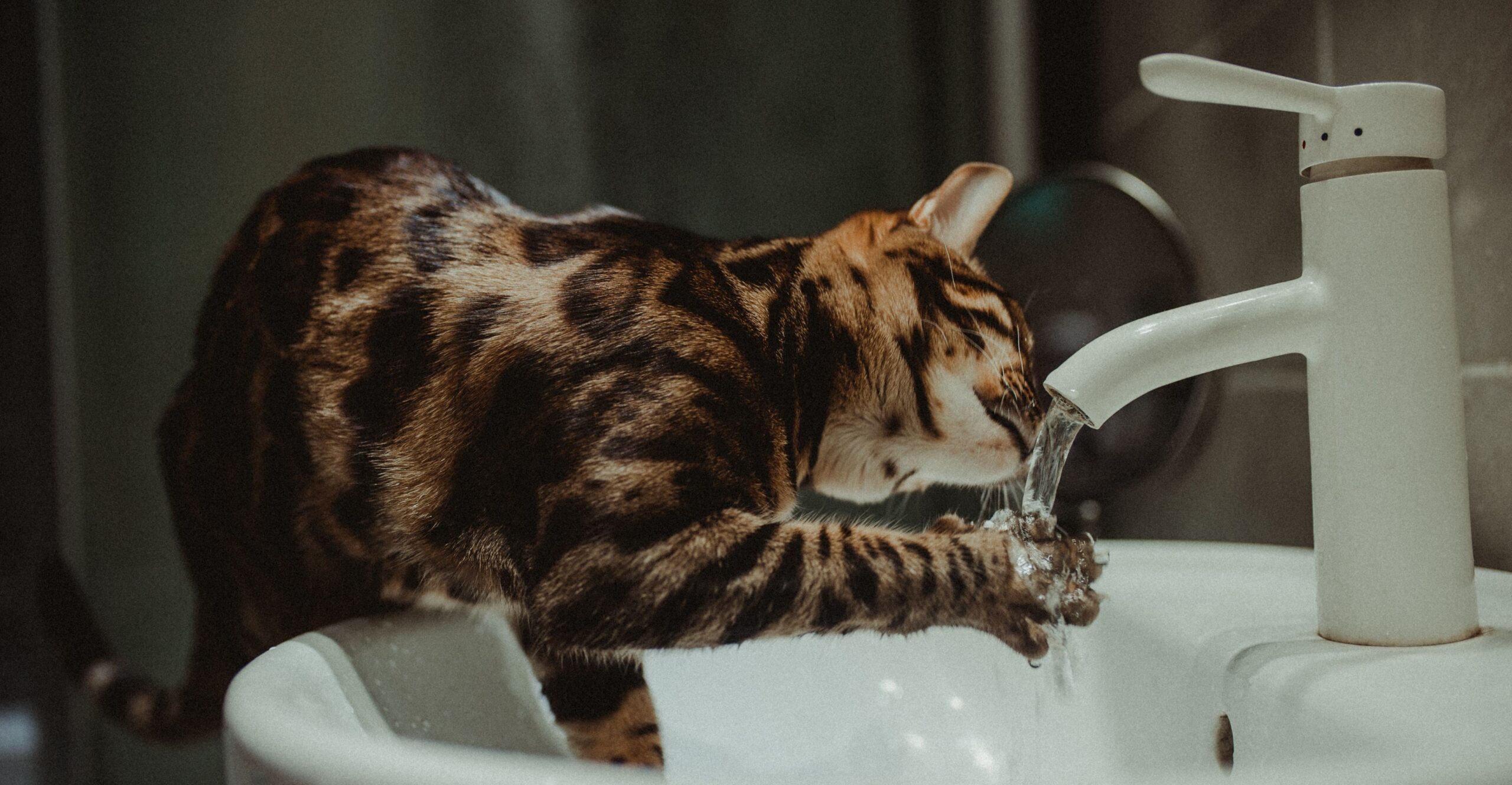 Lire la suite à propos de l’article Fontaine à eau pour chat : est-ce vraiment utile et comment bien la choisir ?
