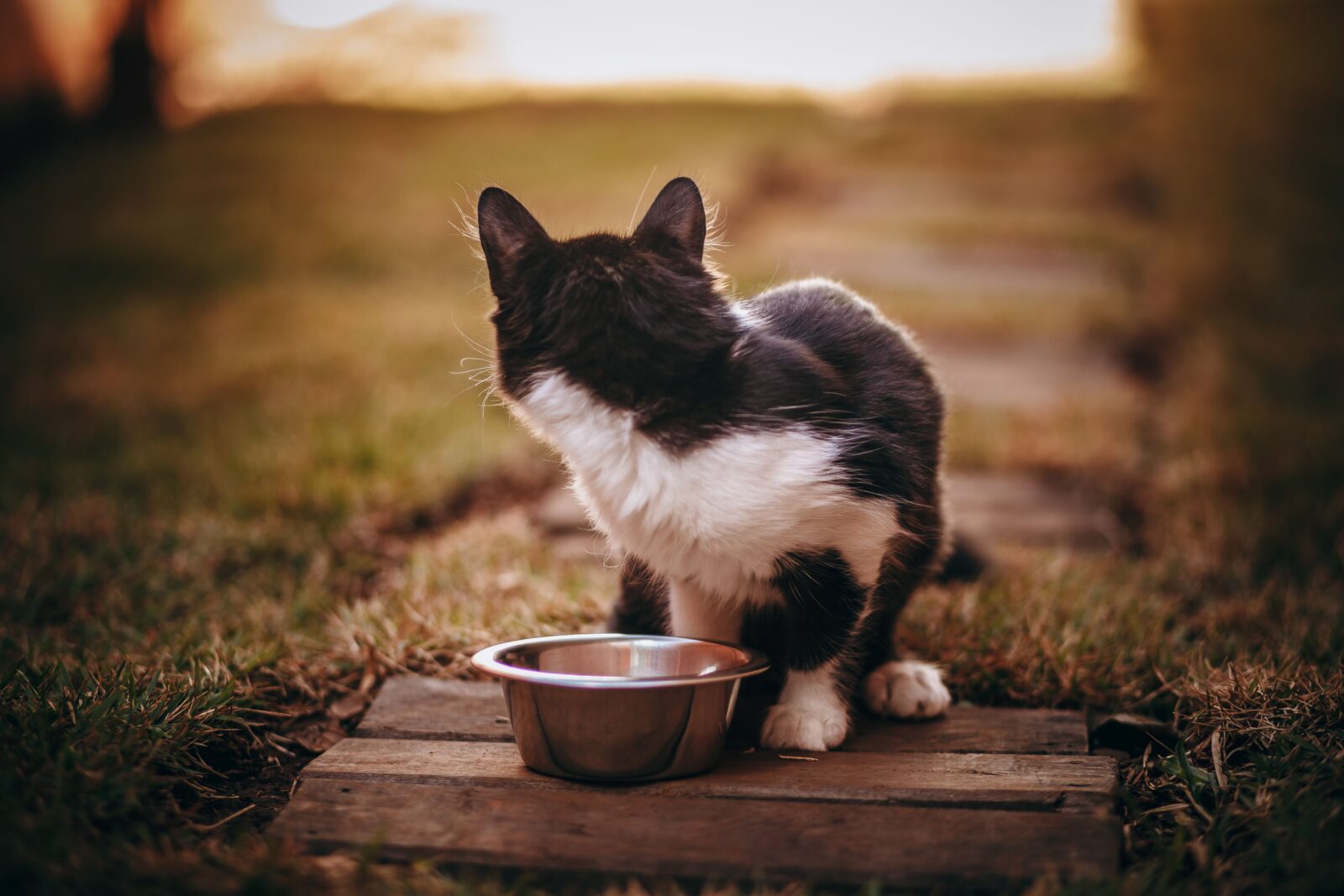 chat qui ne mange plus et ignore sa gamelle de nourriture