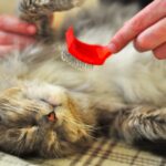 Mon chat perd ses poils : pourquoi et comment limiter les poils dans la maison ?
