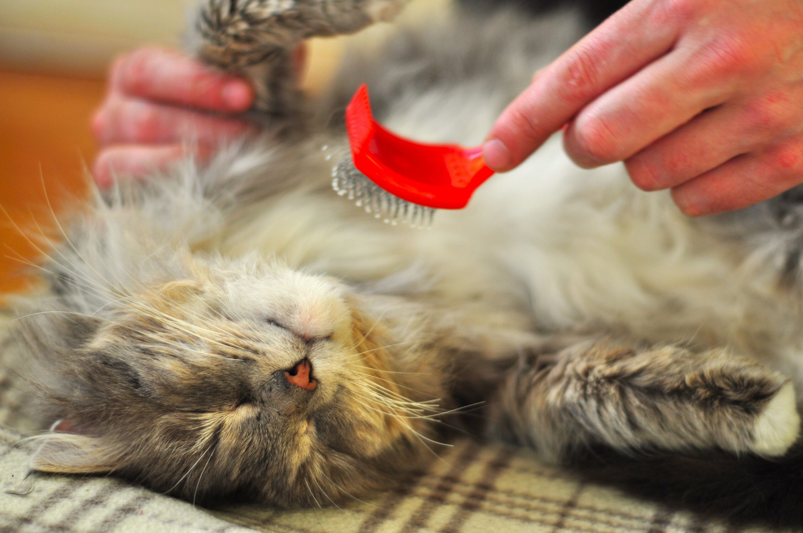 Lire la suite à propos de l’article Mon chat perd ses poils : pourquoi et comment limiter les poils dans la maison ?