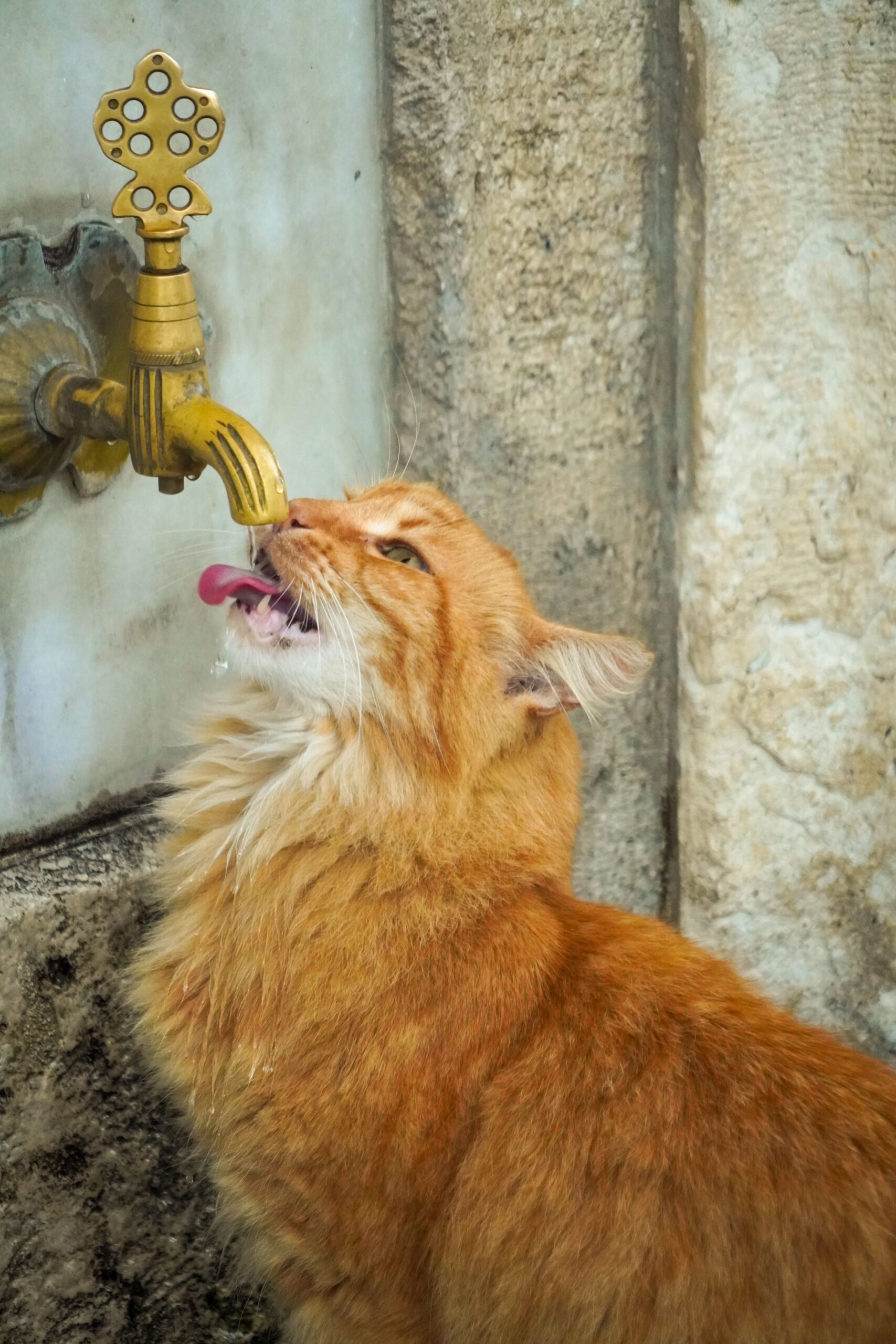 Lire la suite à propos de l’article Fontaine à eau pour chat : est-ce vraiment utile et comment bien la choisir ?