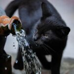 Comment hydrater un chat ? Les bonnes méthodes et les signes de déshydratation