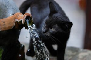 Lire la suite à propos de l’article Comment hydrater un chat ? Les bonnes méthodes et les signes de déshydratation
