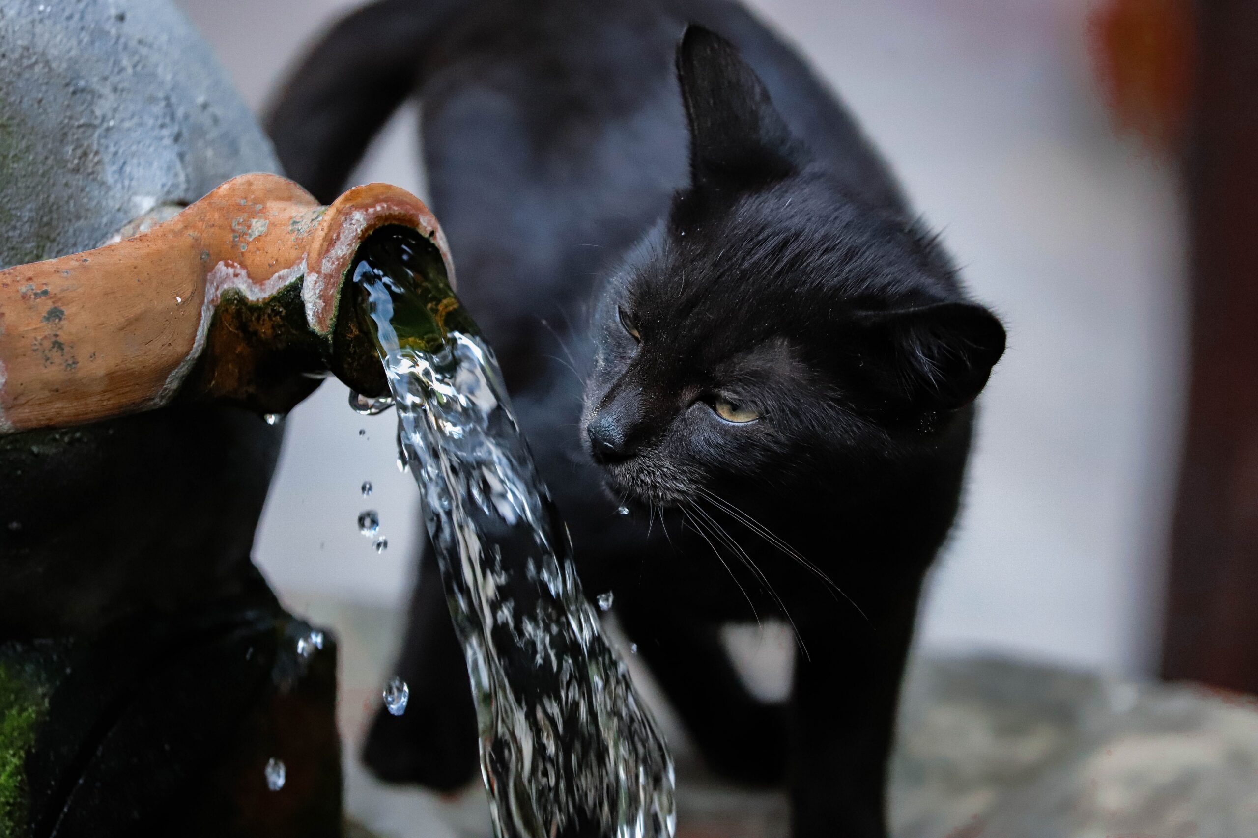 Lire la suite à propos de l’article Comment hydrater un chat ? Les bonnes méthodes et les signes de déshydratation