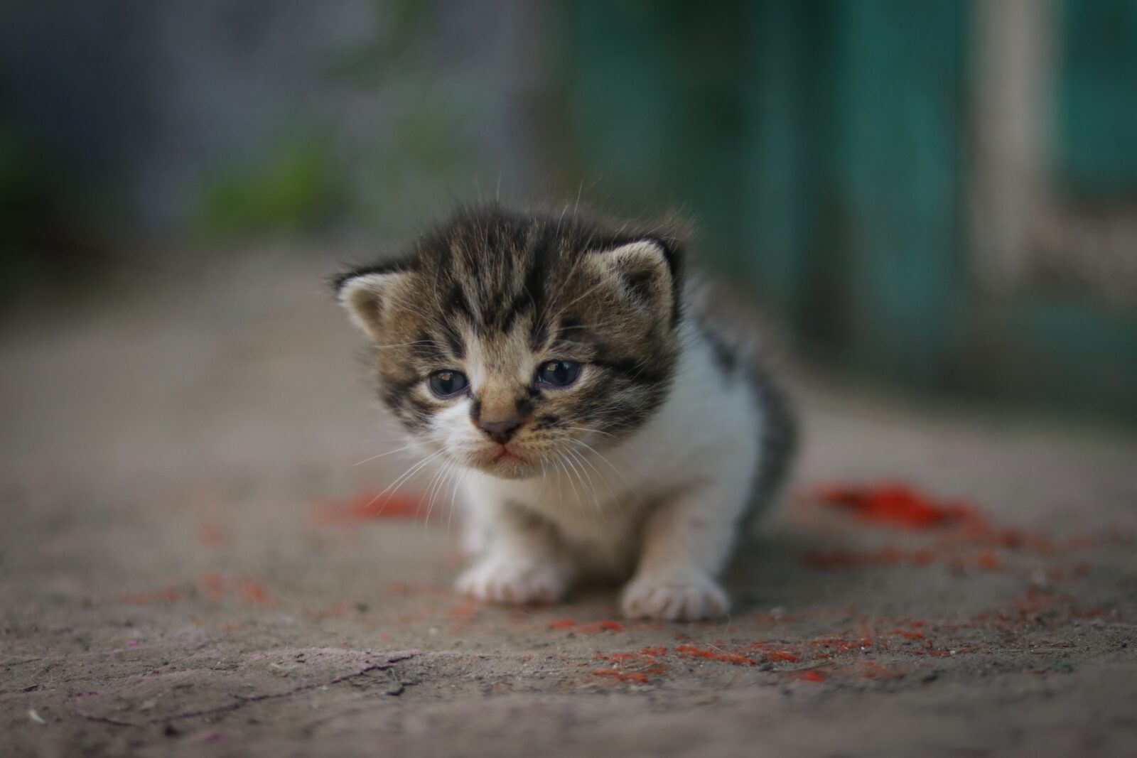 chaton seul qui semble en détresse