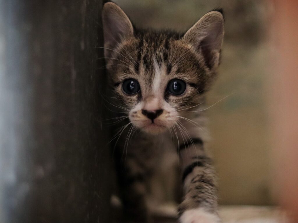 Lire la suite à propos de l’article Chaton yeux qui coulent : causes, couleur de l&rsquo;écoulement et que faire