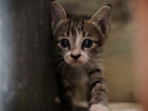 Lire la suite à propos de l’article Chaton yeux qui coulent : causes, couleur de l&rsquo;écoulement et que faire